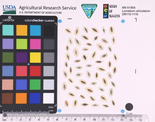 SEED