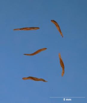 SEED