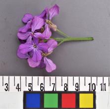 column INFLORESCENCE