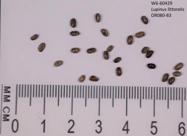 column SEED