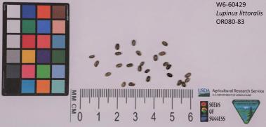 column SEED