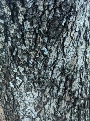 column Bark