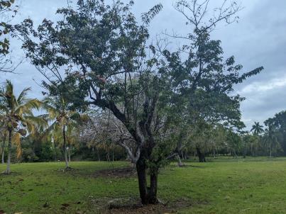 column Plant