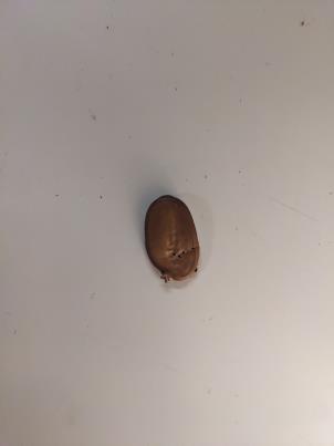 column Seed