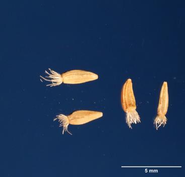 Click for 2 image(s) for this accession. SEED