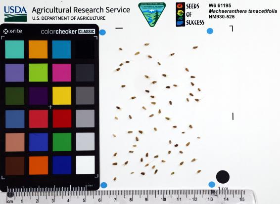 Click for 1 image(s) for this accession. SEED