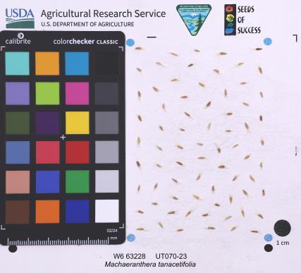 Click for 1 image(s) for this accession. SEED