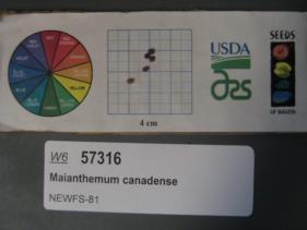 Click for 1 image(s) for this accession. SEED