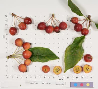 Click for 1 image(s) for this accession.