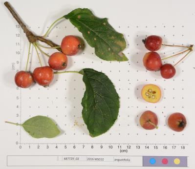 Click for 1 image(s) for this accession.