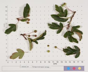 Click for 4 image(s) for this accession.