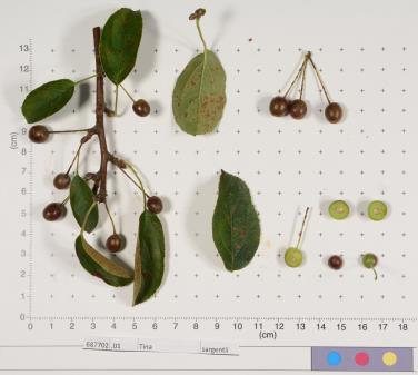 Click for 1 image(s) for this accession.
