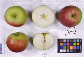 column FRUIT