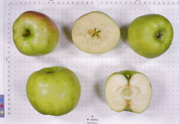 column FRUIT
