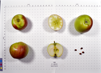 column FRUIT