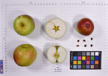column FRUIT