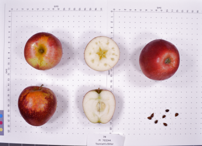 column FRUIT