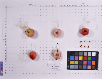 column FRUIT