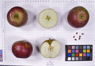 column FRUIT