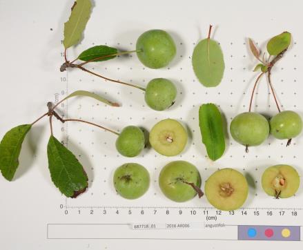 Click for 1 image(s) for this accession.