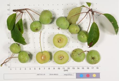 Click for 1 image(s) for this accession.