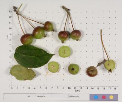 Click for 1 image(s) for this accession.