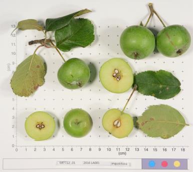 Click for 1 image(s) for this accession.