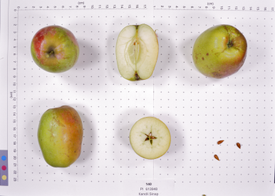 column FRUIT