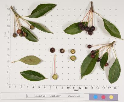 Click for 2 image(s) for this accession.