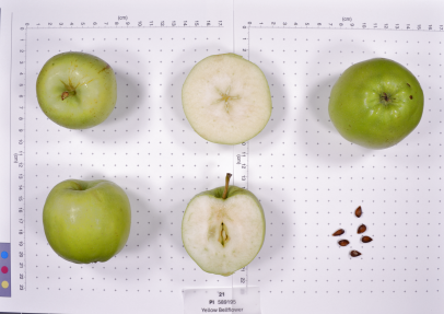 column FRUIT