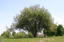column PLANT