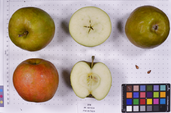 column FRUIT