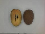 Click for 2 image(s) for this accession. FRUIT