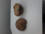Click for 1 image(s) for this accession. FRUIT