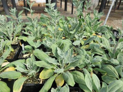 column PLANT