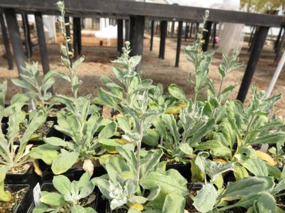 column PLANT