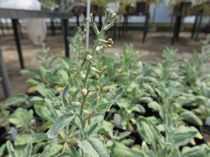 column PLANT