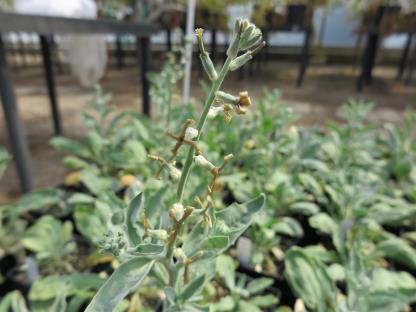 column PLANT