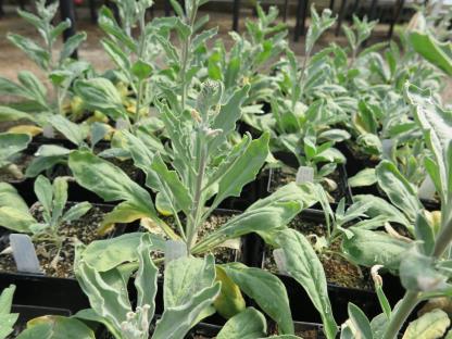 column PLANT