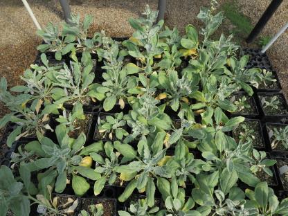 column PLANT