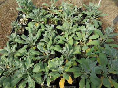 column PLANT