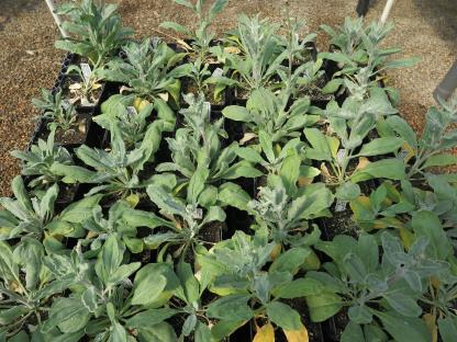column PLANT