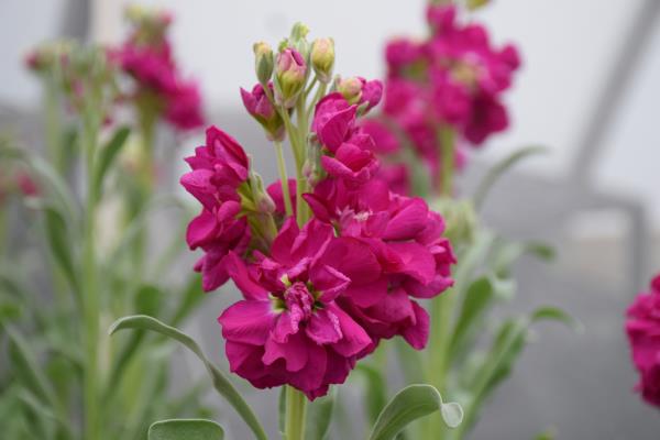 column FLOWER