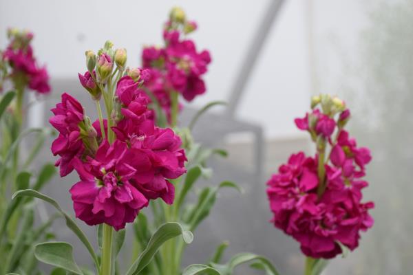 column FLOWER