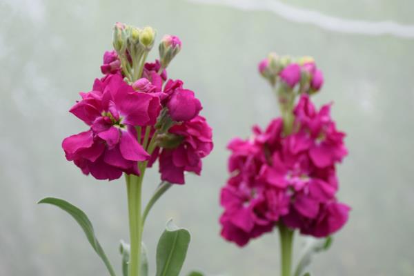 column FLOWER