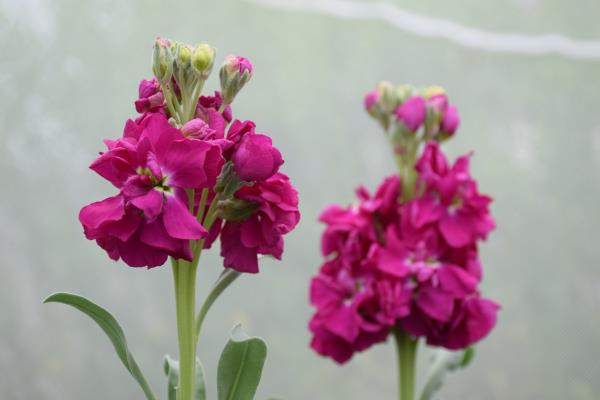 column FLOWER