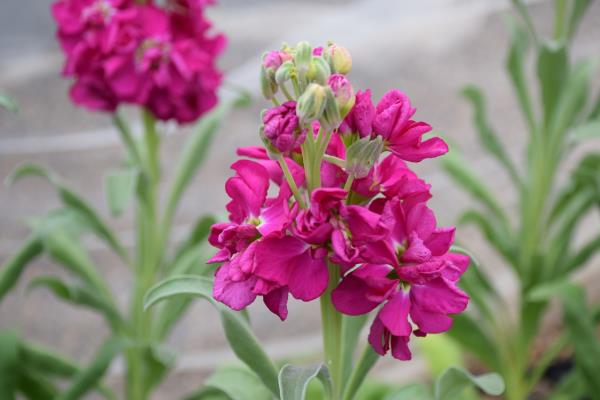 column FLOWER