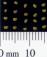 SEED