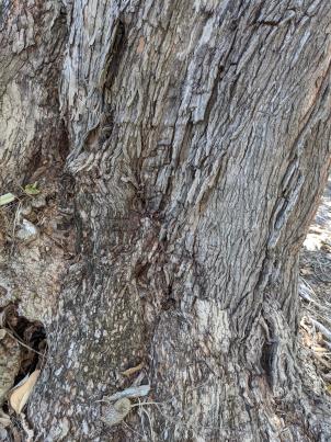 column Bark