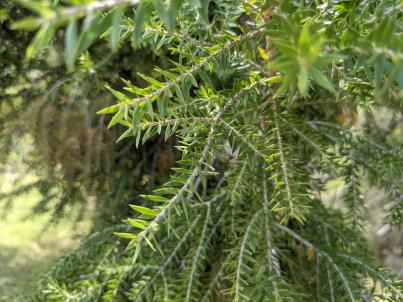 column Leaf